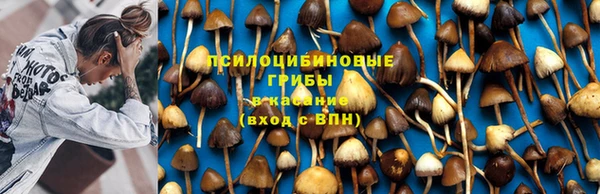 стаф Алзамай
